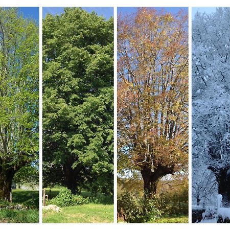 A L'Ombre Du Tilleul Comiac Dış mekan fotoğraf