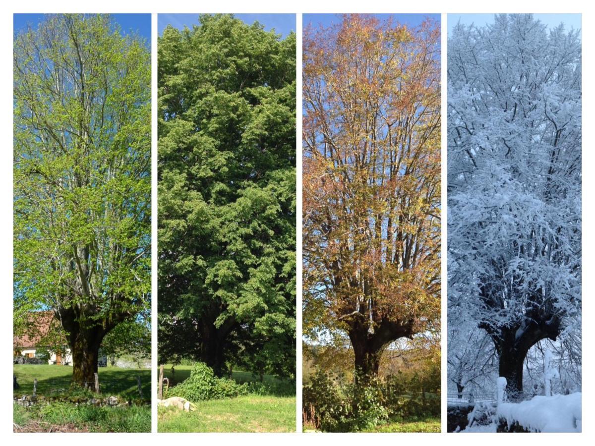 A L'Ombre Du Tilleul Comiac Dış mekan fotoğraf